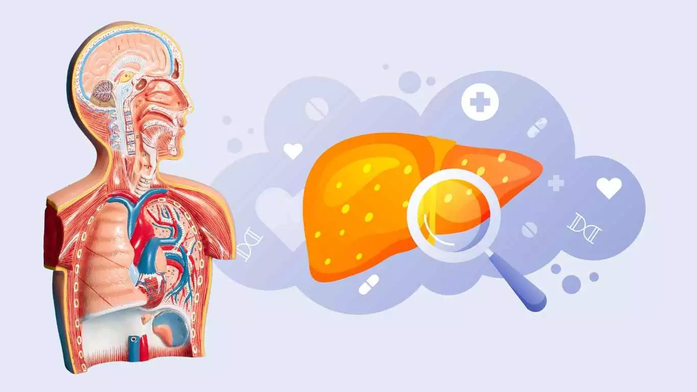 Fatty Liver Reversal